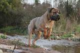 CANE CORSO 140